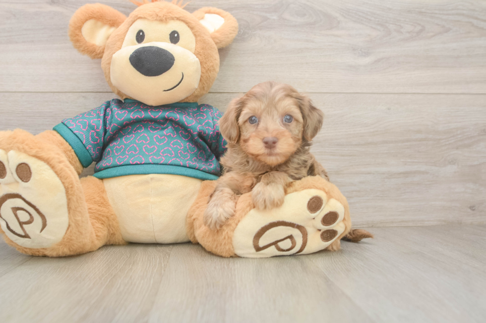 Little Yorkie Poodle Mix Poodle Mix Puppy