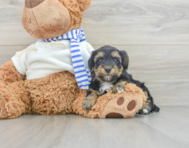 7 week old Yorkie Poo Puppy For Sale - Pilesgrove Pups