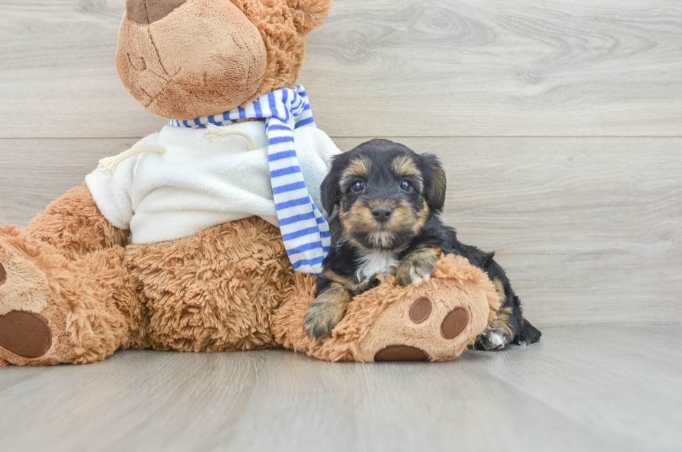 6 week old Yorkie Poo Puppy For Sale - Pilesgrove Pups