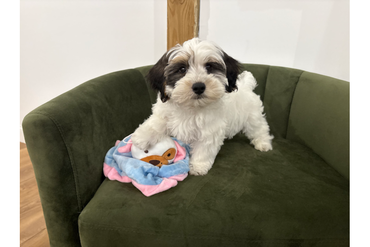 Yorkie Poo Puppy for Adoption