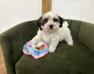 10 week old Yorkie Poo Puppy For Sale - Pilesgrove Pups