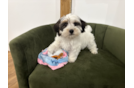Yorkie Poo Puppy for Adoption