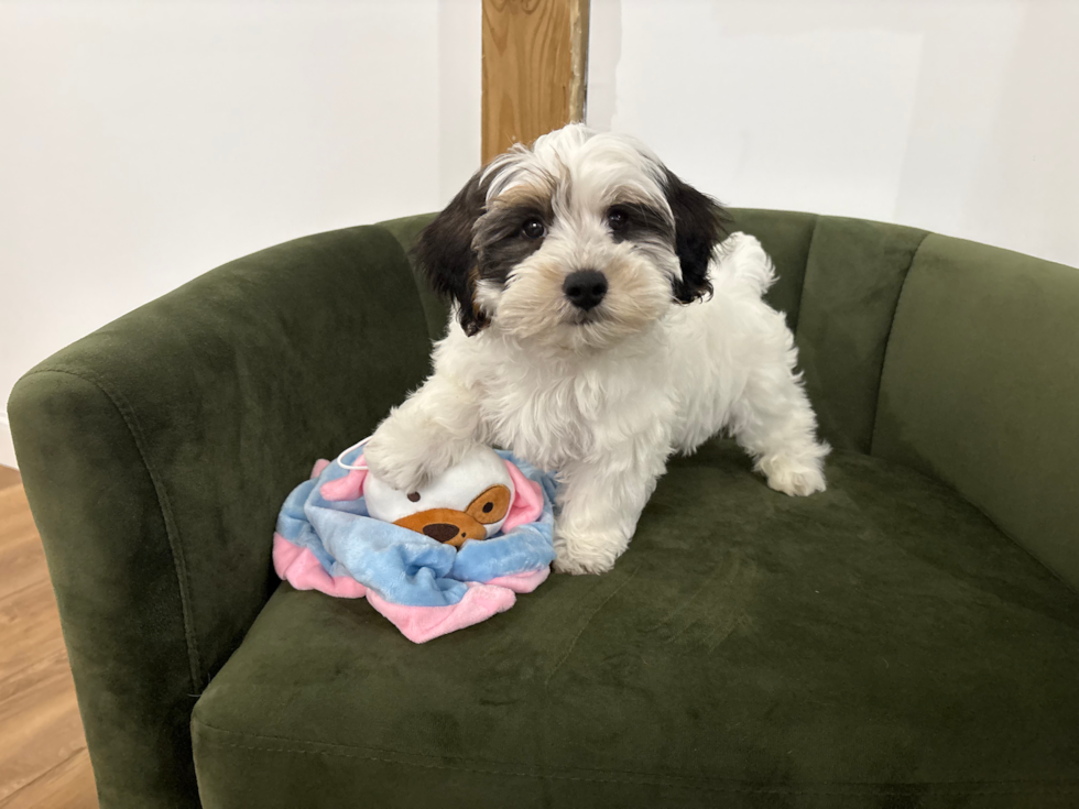 Yorkie Poo Puppy for Adoption