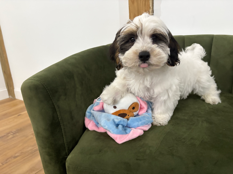 Cute Yorkie Poo Baby