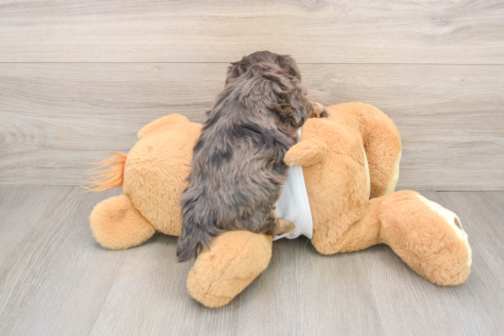 Best Yorkie Poo Baby