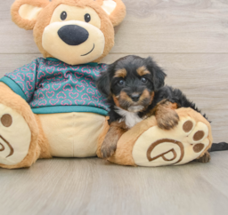 7 week old Yorkie Poo Puppy For Sale - Pilesgrove Pups