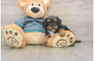 Happy Yorkie Poo Baby