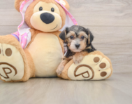 7 week old Yorkie Poo Puppy For Sale - Pilesgrove Pups
