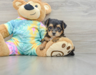 6 week old Yorkie Poo Puppy For Sale - Pilesgrove Pups