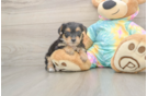 Happy Yorkie Poo Baby