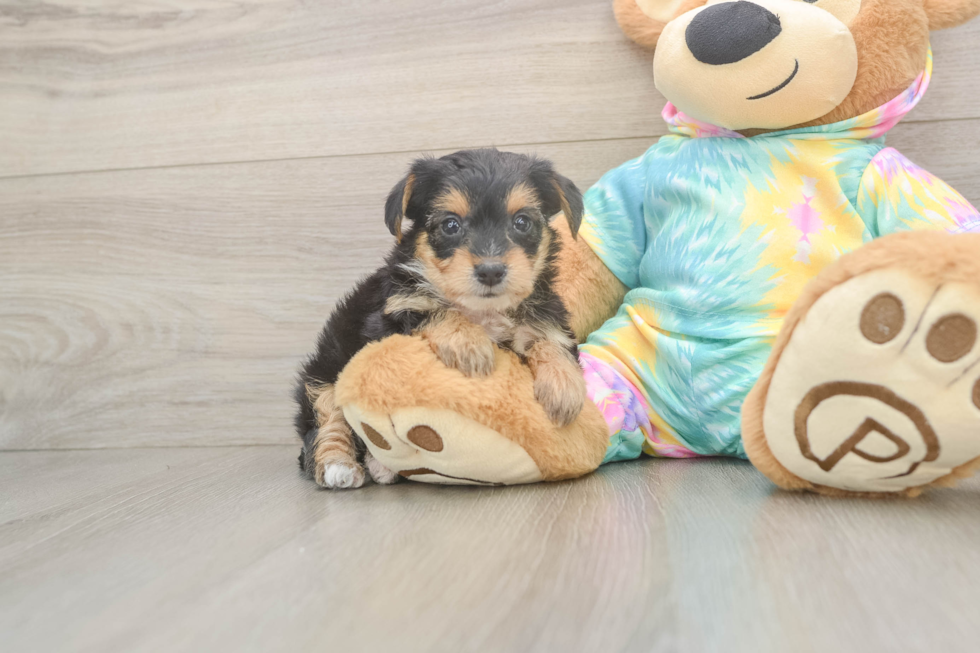 Happy Yorkie Poo Baby