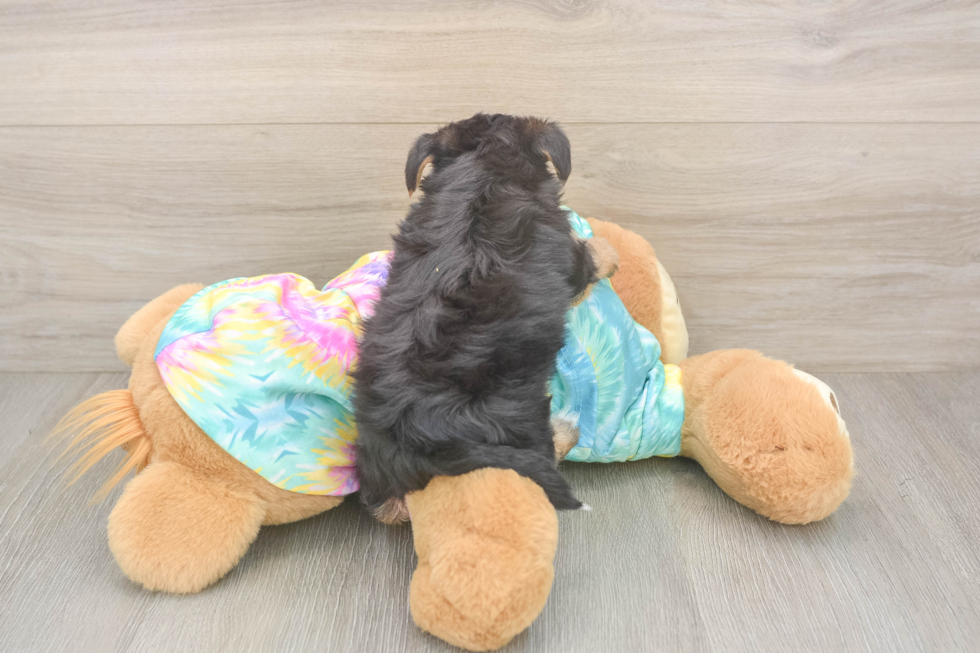 Happy Yorkie Poo Baby