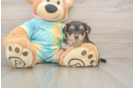 Cute Yorkie Poo Baby