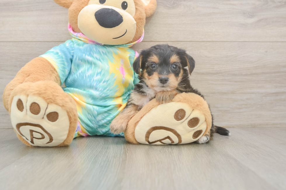 5 week old Yorkie Poo Puppy For Sale - Pilesgrove Pups