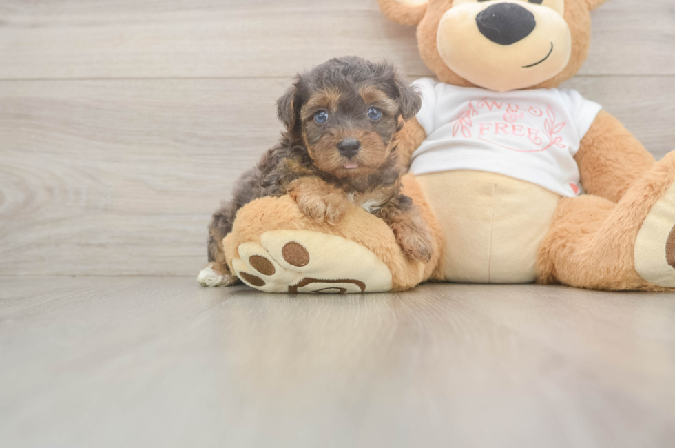 5 week old Yorkie Poo Puppy For Sale - Pilesgrove Pups