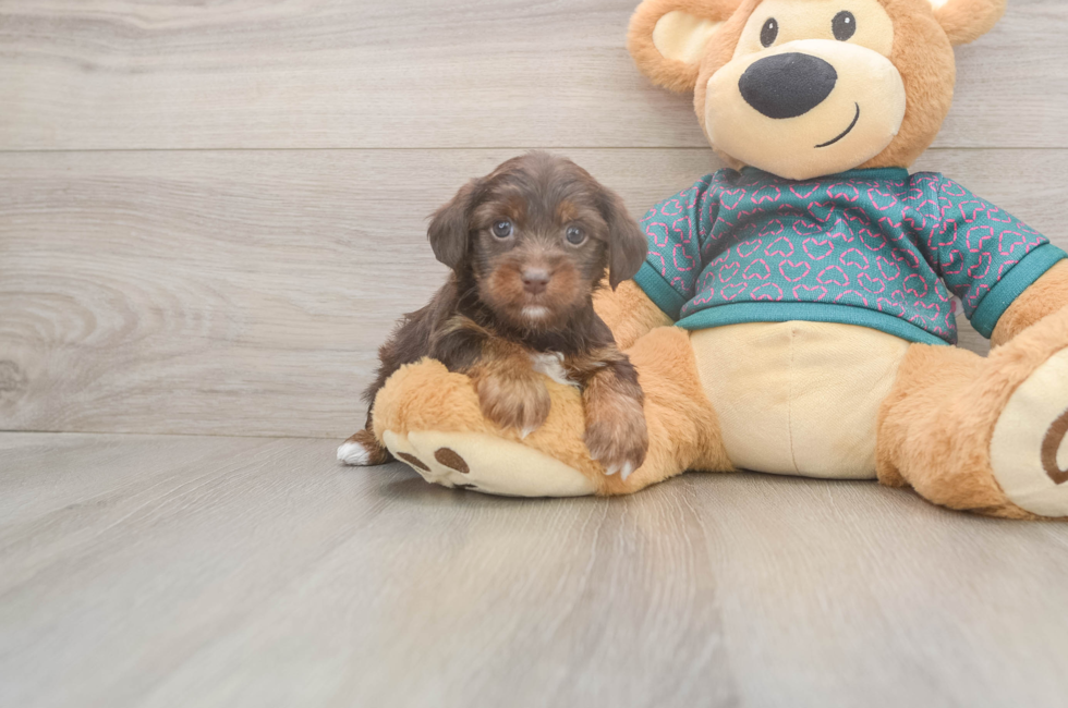 5 week old Yorkie Poo Puppy For Sale - Pilesgrove Pups