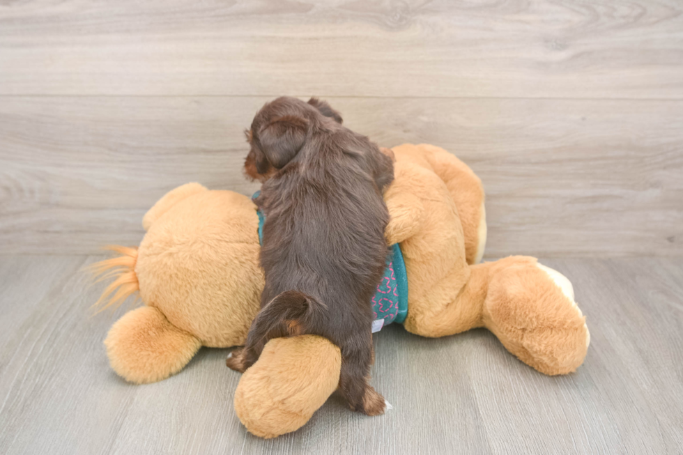 Smart Yorkie Poo Poodle Mix Pup