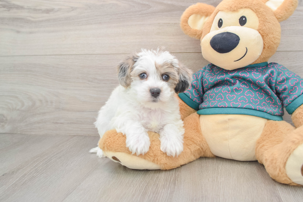 Playful Yo Yo Poo Poodle Mix Puppy