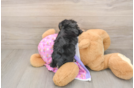 Small Yorkie Poo Baby