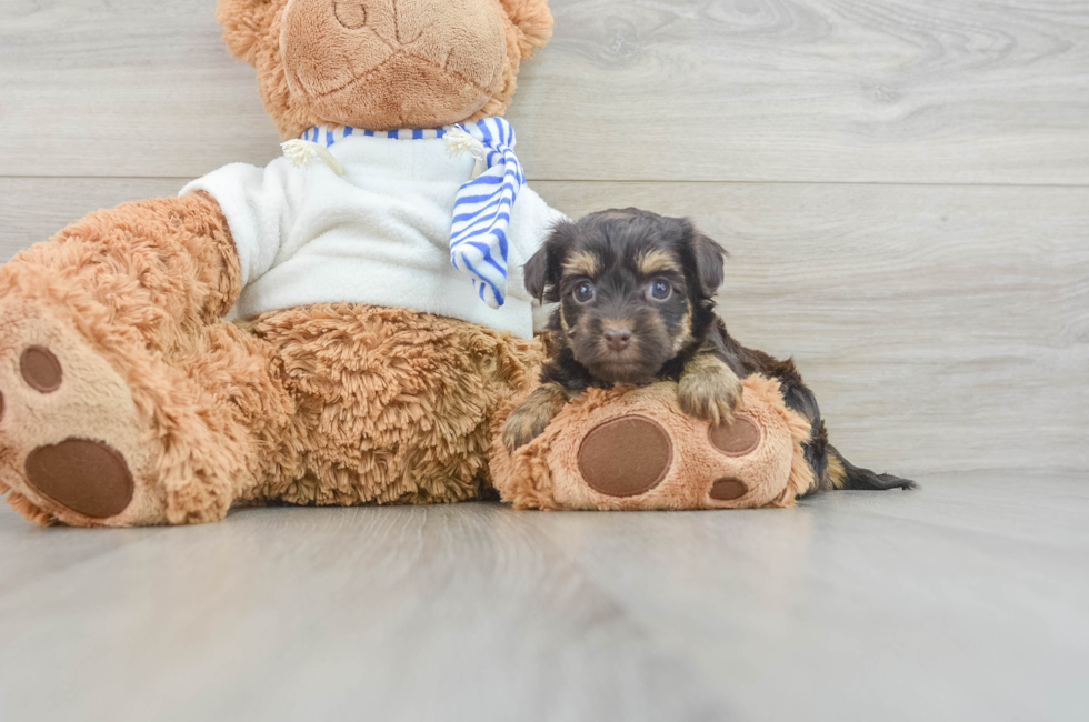 6 week old Yorkie Poo Puppy For Sale - Pilesgrove Pups