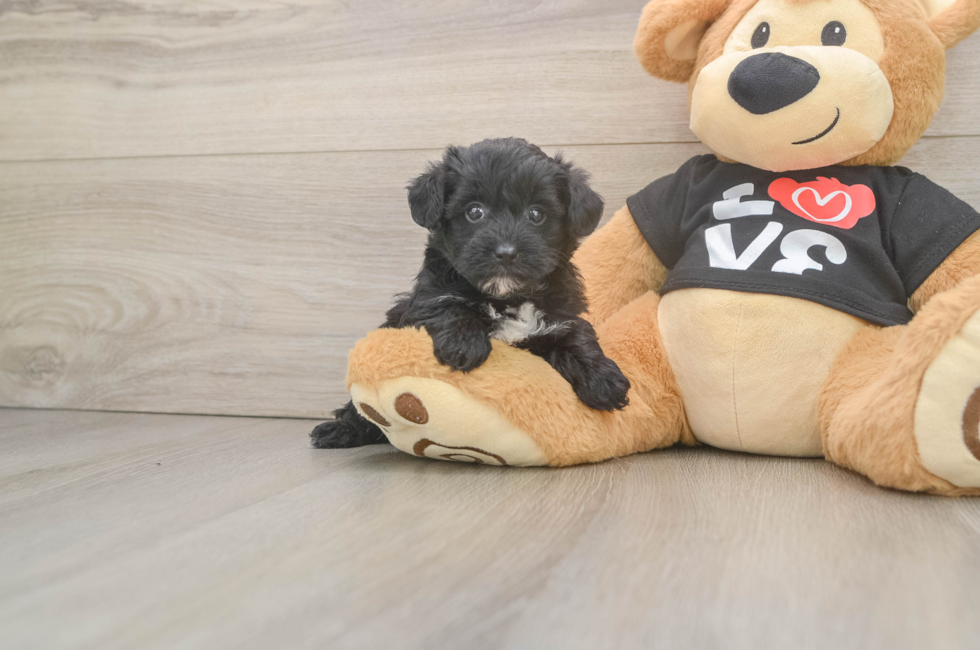 5 week old Yorkie Poo Puppy For Sale - Pilesgrove Pups