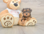 8 week old Yorkie Poo Puppy For Sale - Pilesgrove Pups