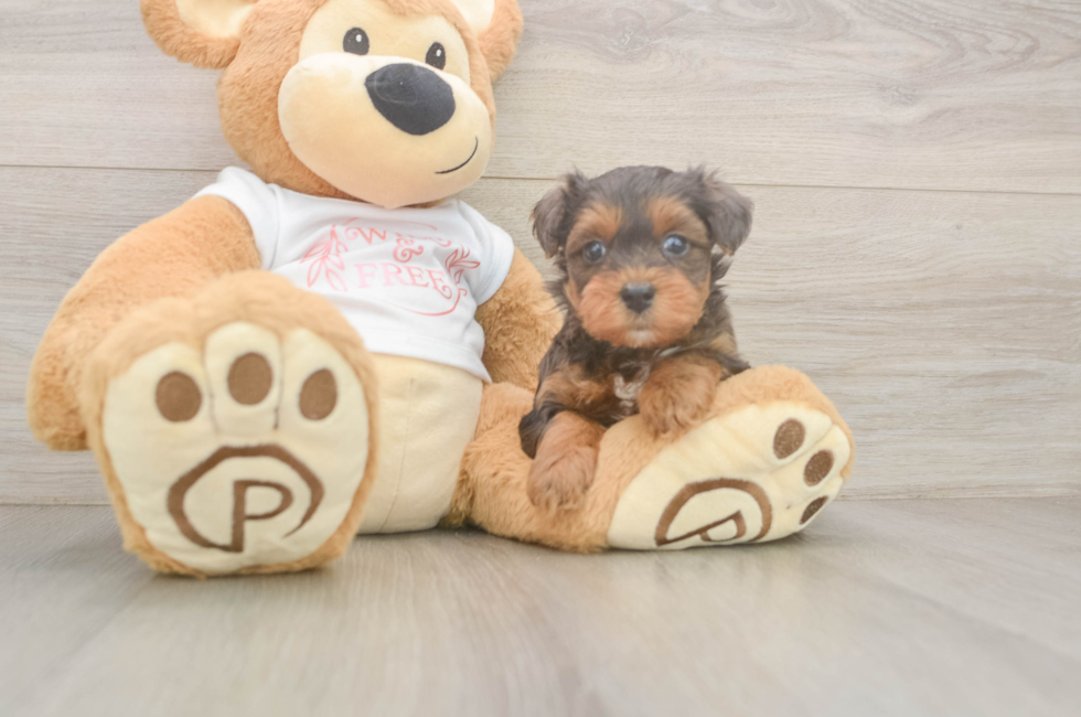 5 week old Yorkie Poo Puppy For Sale - Pilesgrove Pups