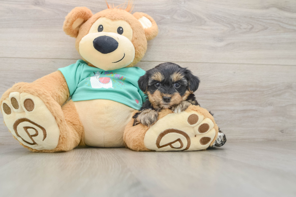 Little Yorkie Poodle Mix Poodle Mix Puppy