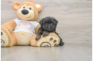 Hypoallergenic Yorkie Doodle Poodle Mix Puppy