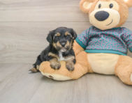 10 week old Yorkie Poo Puppy For Sale - Pilesgrove Pups