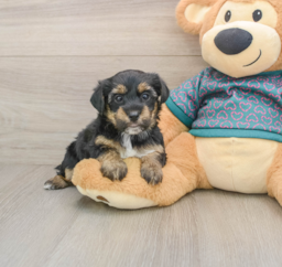 7 week old Yorkie Poo Puppy For Sale - Pilesgrove Pups