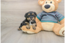 Cute Yorkie Poo Baby
