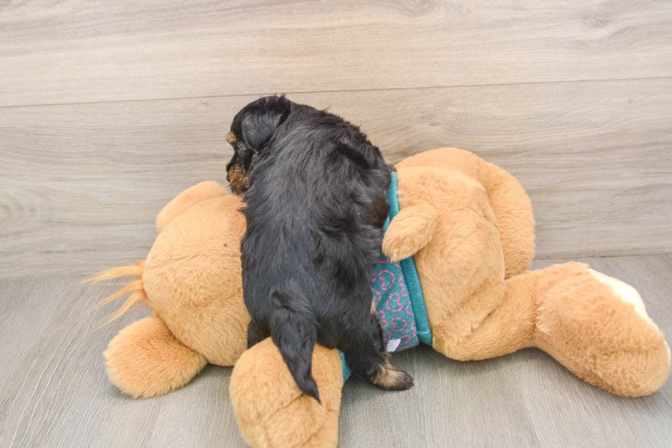 Best Yorkie Poo Baby