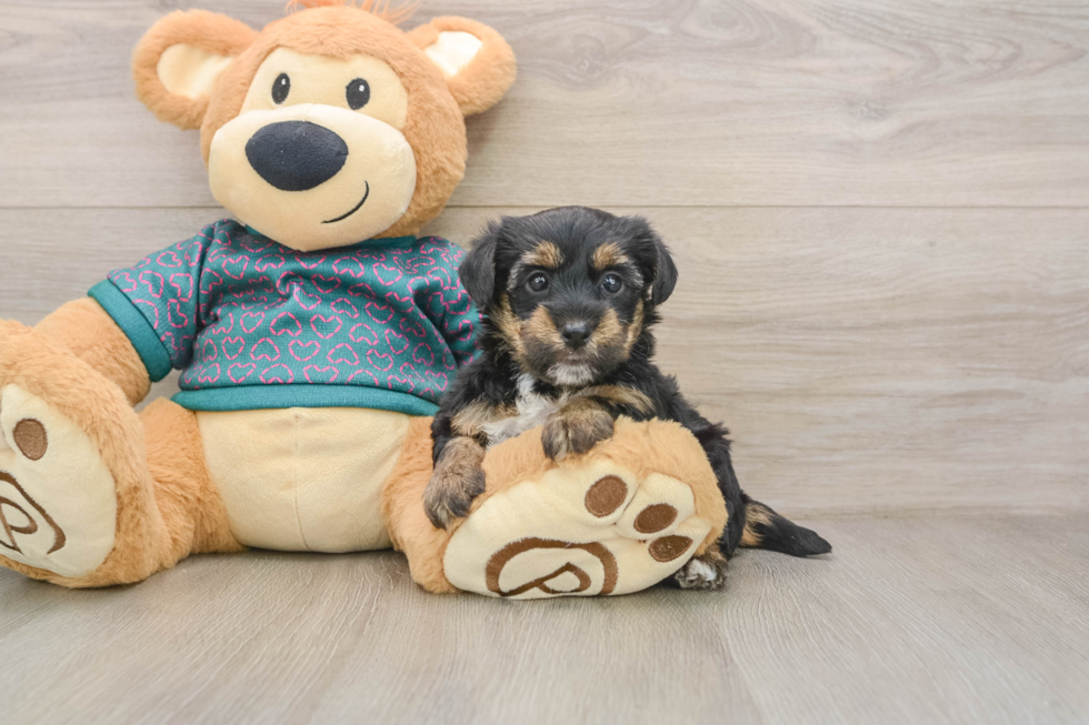 Popular Yorkie Poo Poodle Mix Pup