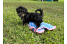 Cute Yorkie Poo Poodle Mix Pup