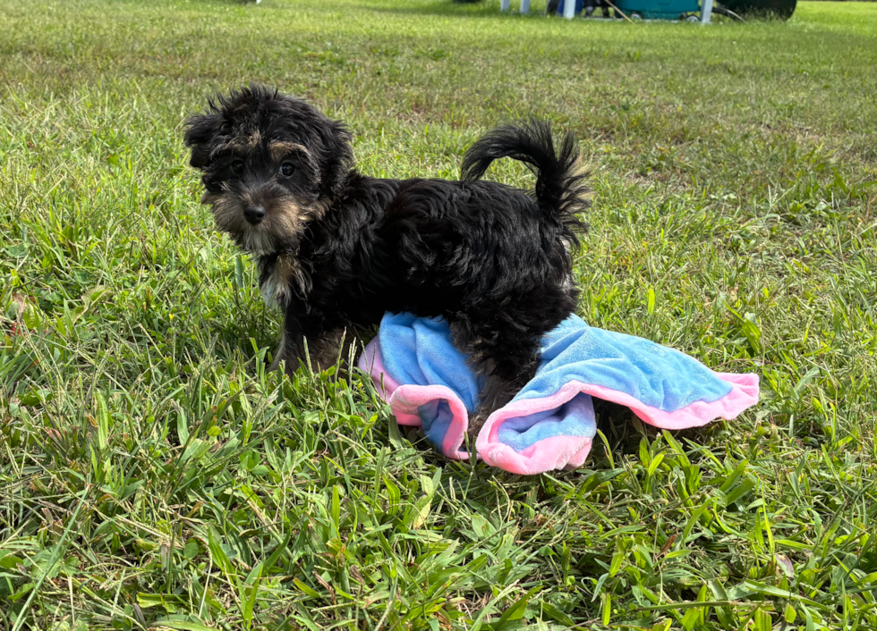 Cute Yorkie Poo Poodle Mix Pup
