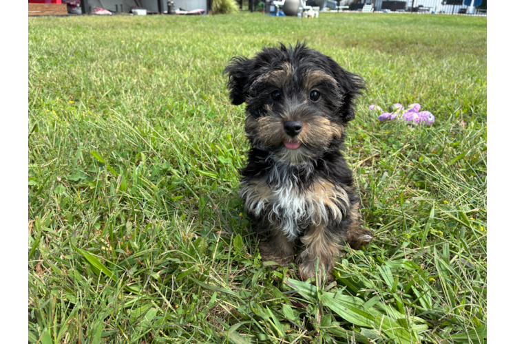 Cute Yorkie Poo Poodle Mix Pup