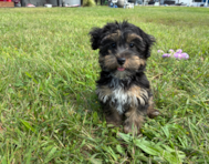 12 week old Yorkie Poo Puppy For Sale - Pilesgrove Pups