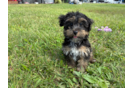 Cute Yorkie Poo Poodle Mix Pup