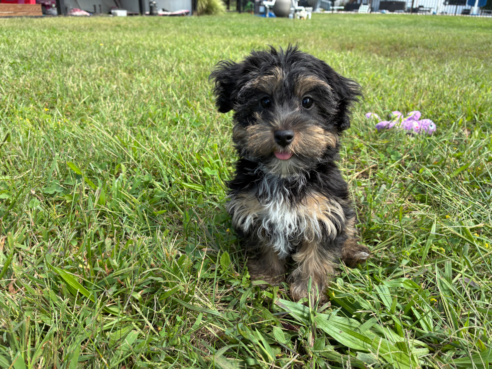 Cute Yorkie Poo Poodle Mix Pup