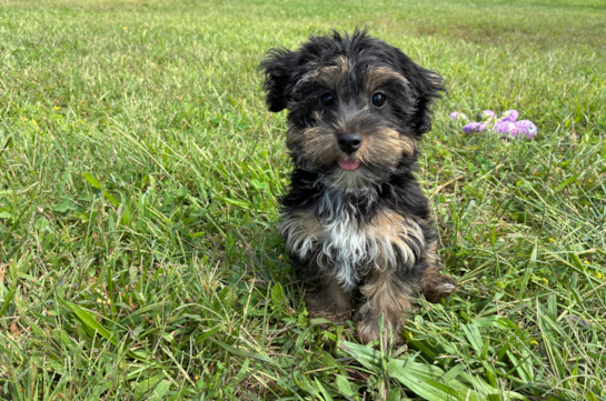 Cute Yorkie Poo Poodle Mix Pup