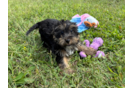 Yorkie Poo Puppy for Adoption