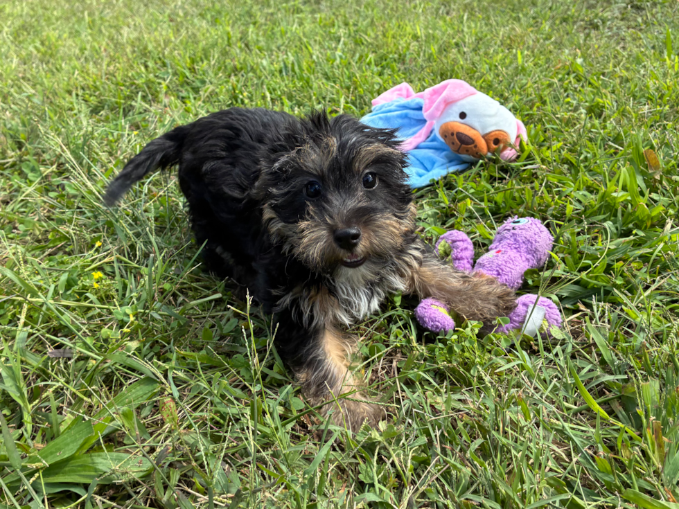 Yorkie Poo Puppy for Adoption