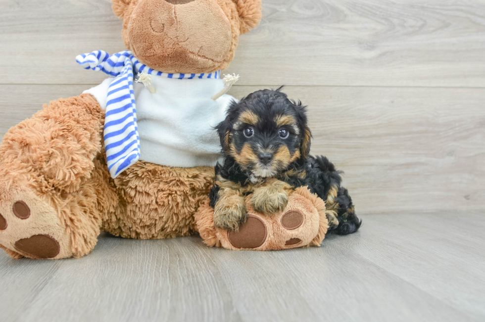 8 week old Yorkie Poo Puppy For Sale - Pilesgrove Pups