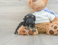 7 week old Yorkie Poo Puppy For Sale - Pilesgrove Pups