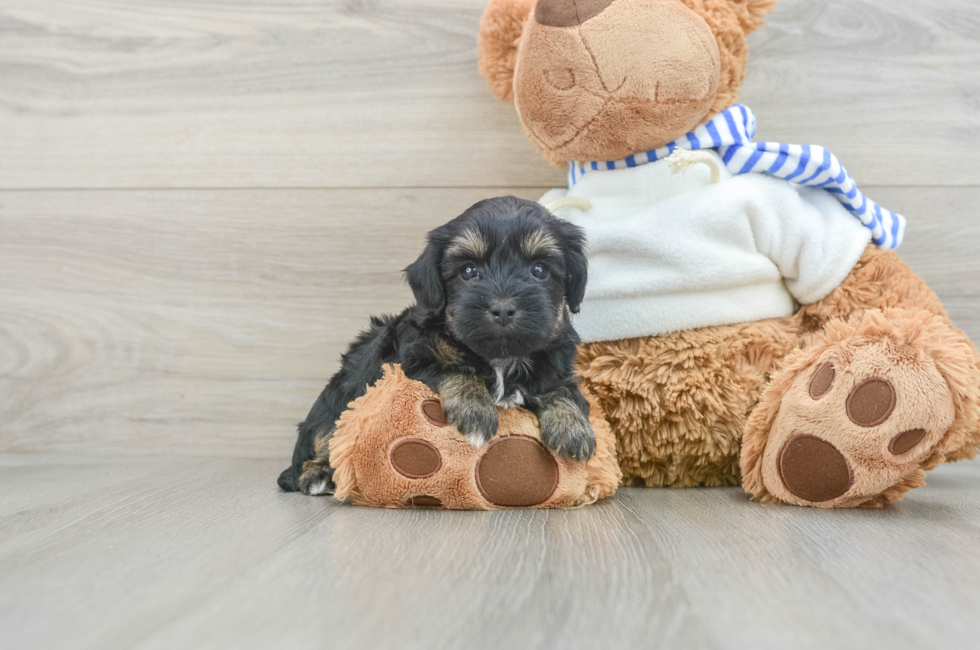 6 week old Yorkie Poo Puppy For Sale - Pilesgrove Pups