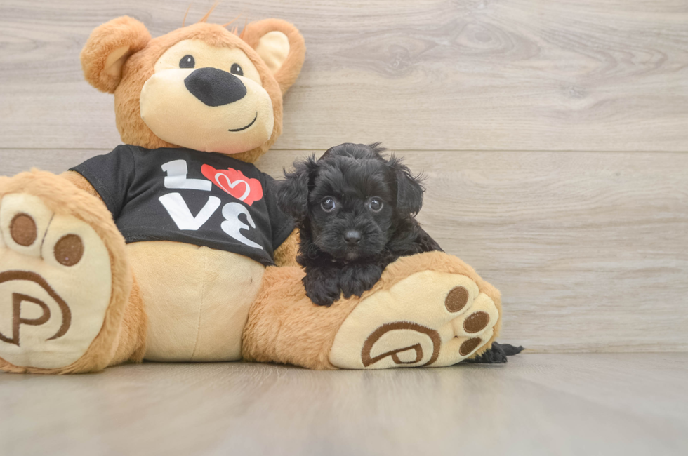 5 week old Yorkie Poo Puppy For Sale - Pilesgrove Pups