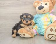8 week old Yorkie Poo Puppy For Sale - Pilesgrove Pups