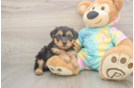 Sweet Yorkie Poo Baby