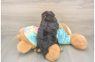 Adorable Yorkiedoodle Poodle Mix Puppy